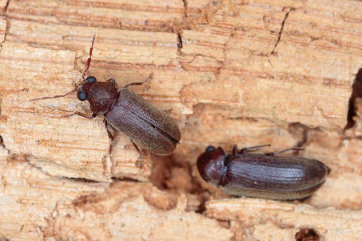 Afbeelding houtworm-kever
